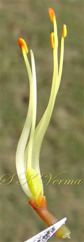 Stamens and Pistil